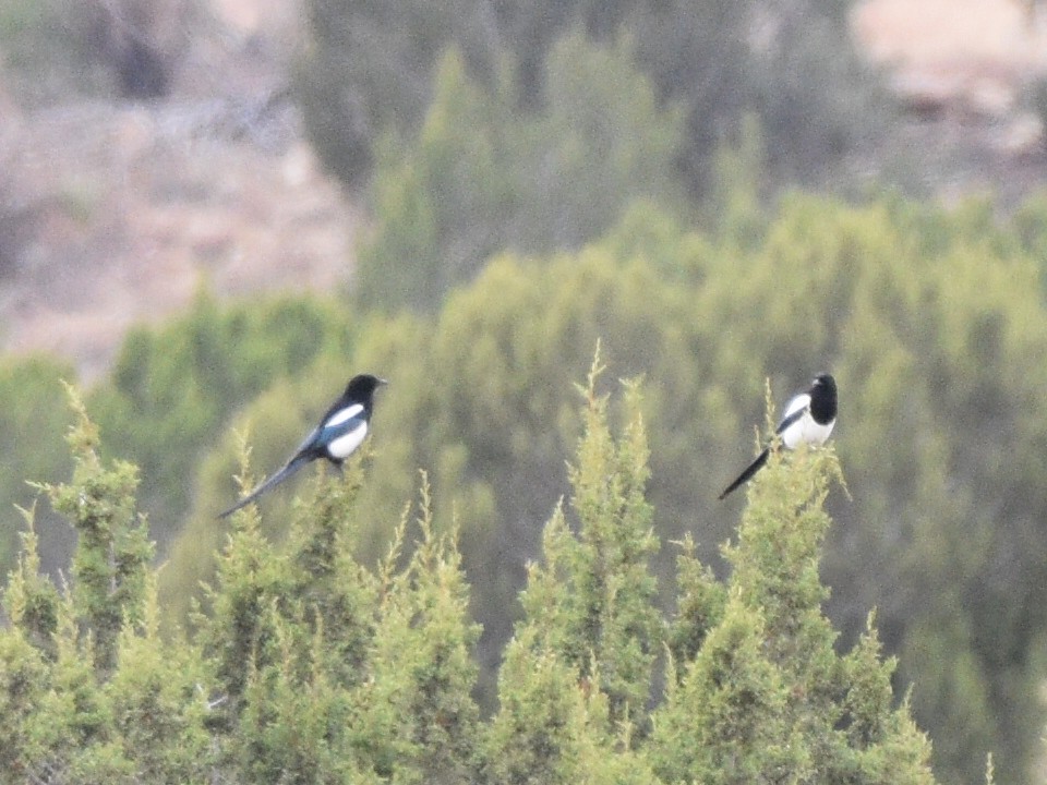 Black-billed Magpie - ML646031080