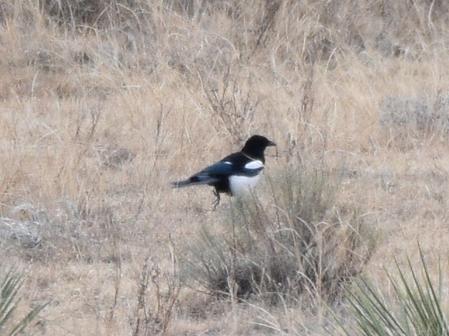 Black-billed Magpie - ML646031081
