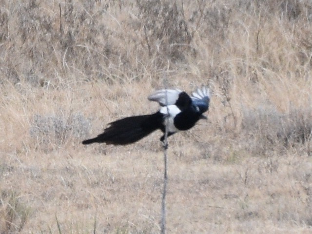 Black-billed Magpie - ML646031082