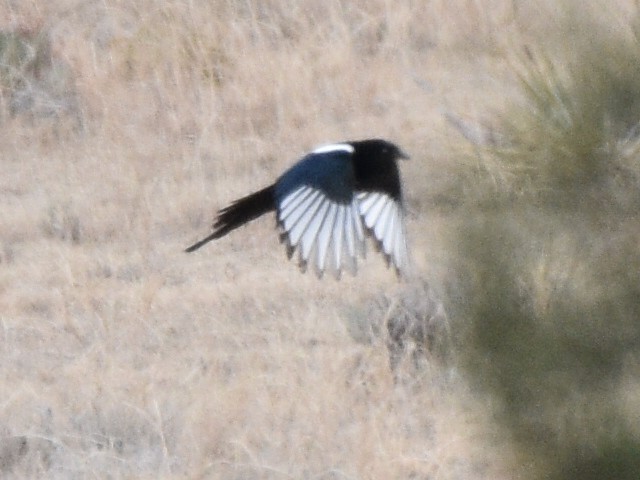 Black-billed Magpie - ML646031083