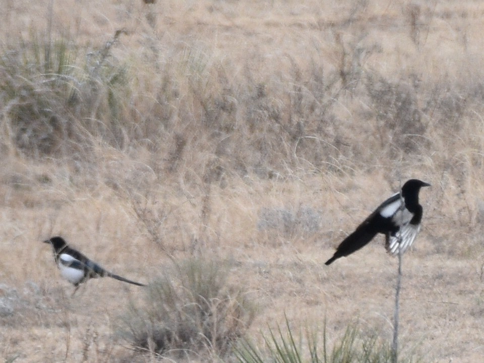 Black-billed Magpie - ML646031084