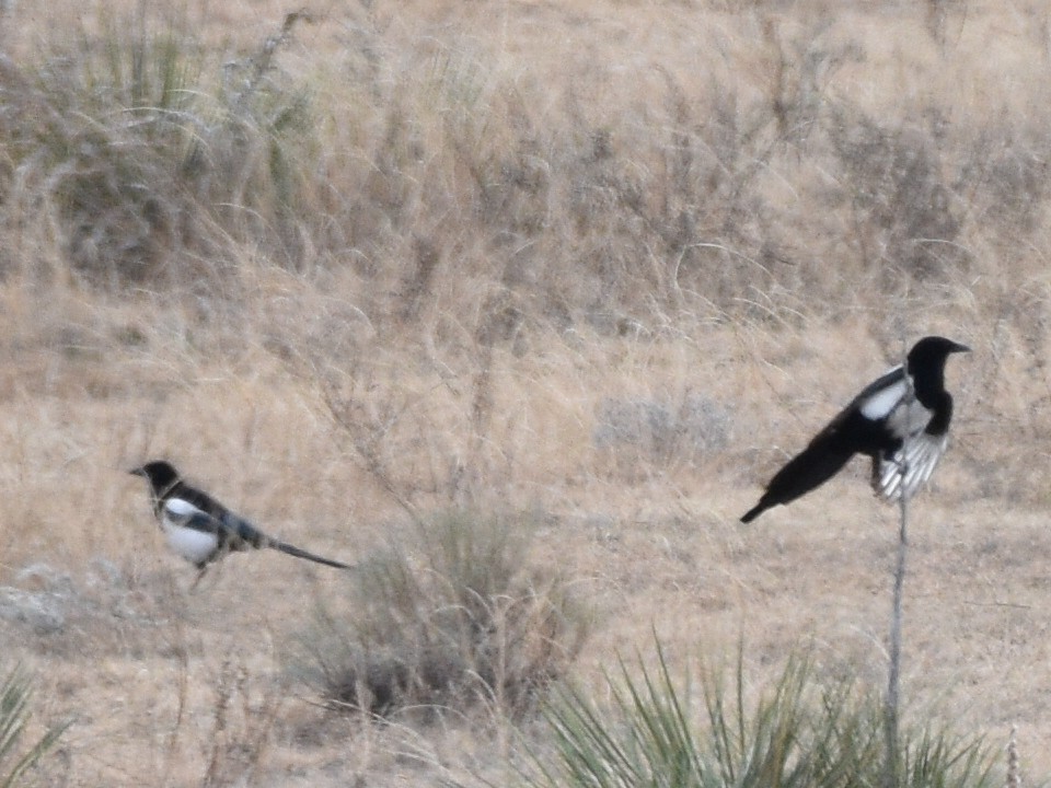 Black-billed Magpie - ML646031085