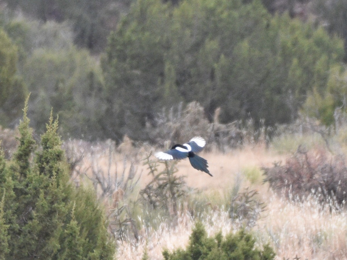 Black-billed Magpie - ML646031087