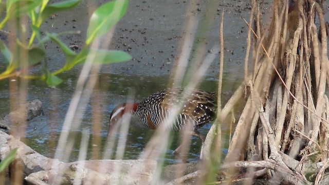 Buff-banded Rail - ML646031088
