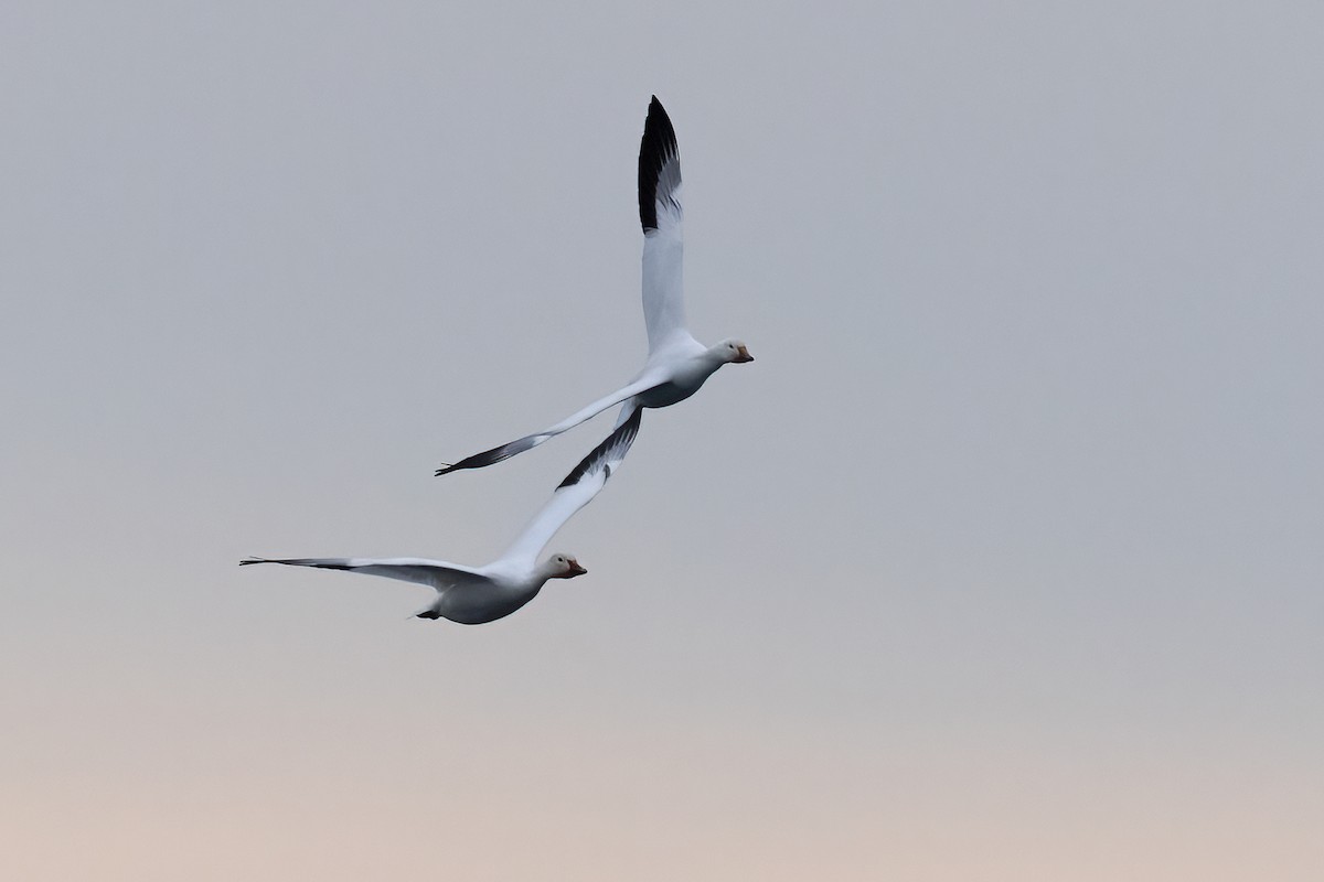 Snow Goose - ML646031089