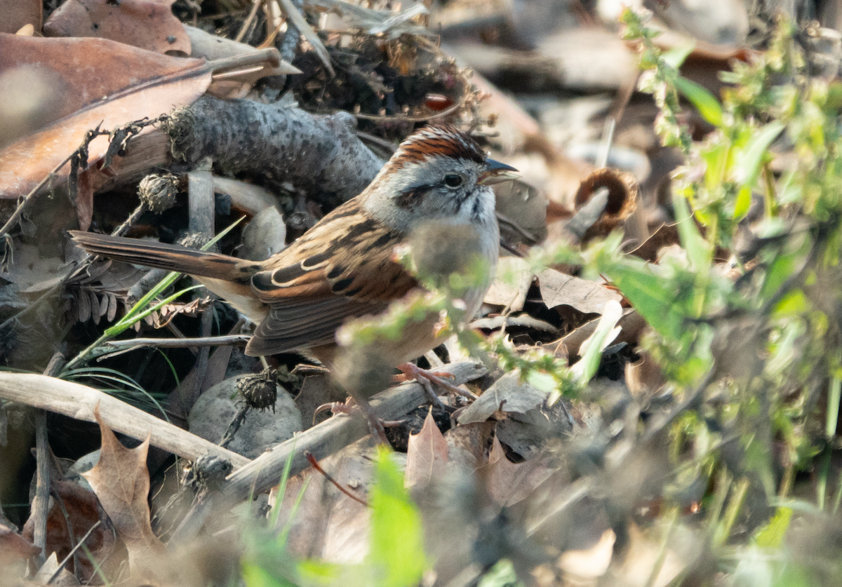 Swamp Sparrow - ML646031090
