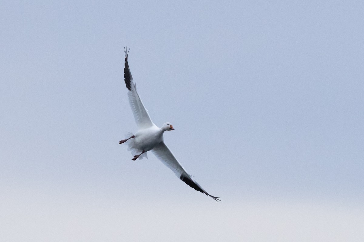 Snow Goose - ML646031091