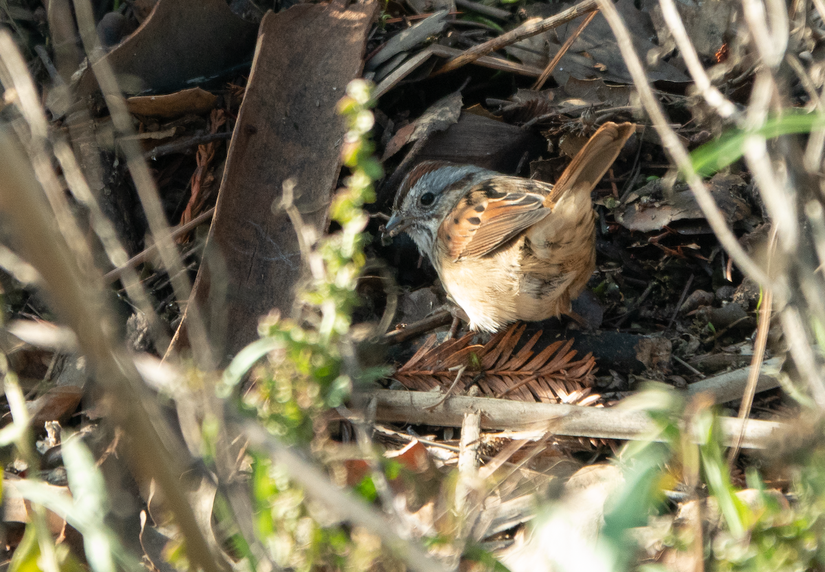 Swamp Sparrow - ML646031092