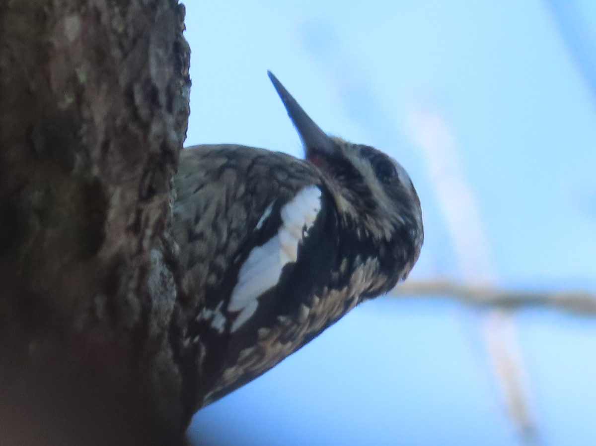 Yellow-bellied Sapsucker - ML646031094