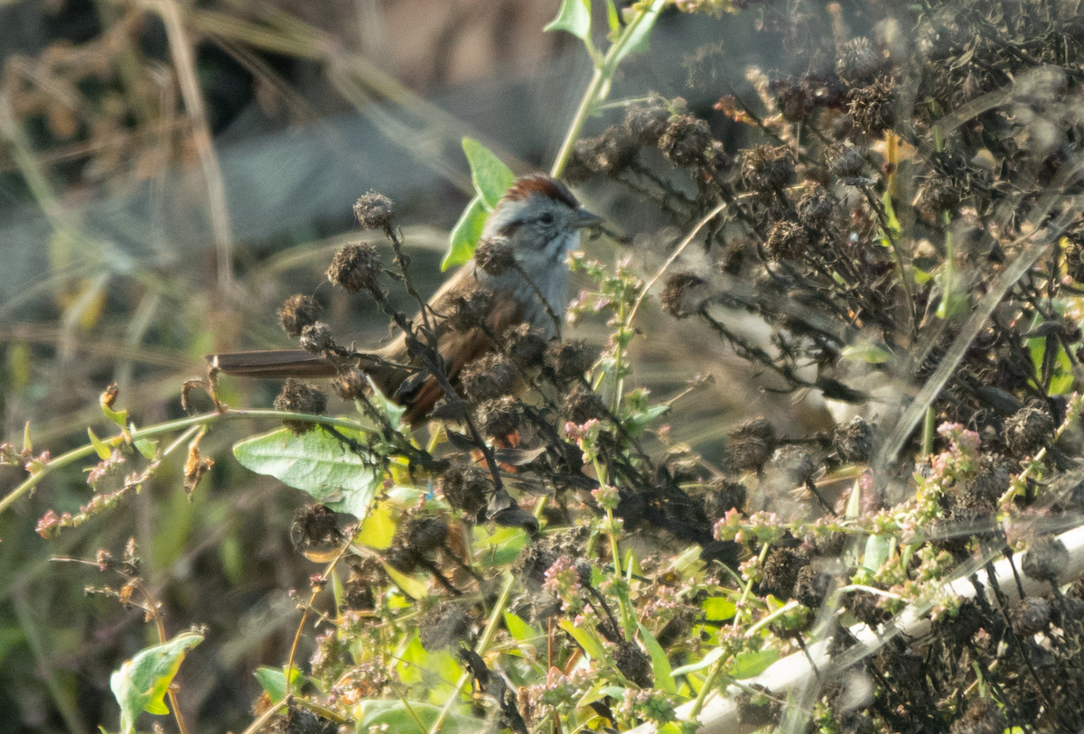 Swamp Sparrow - ML646031095