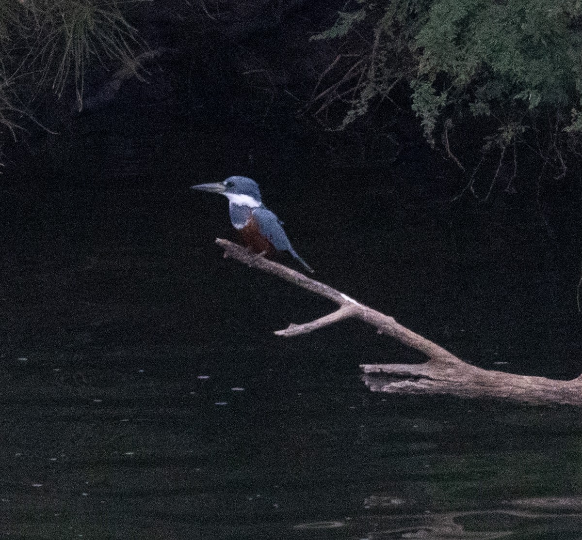 Belted Kingfisher - ML646031096