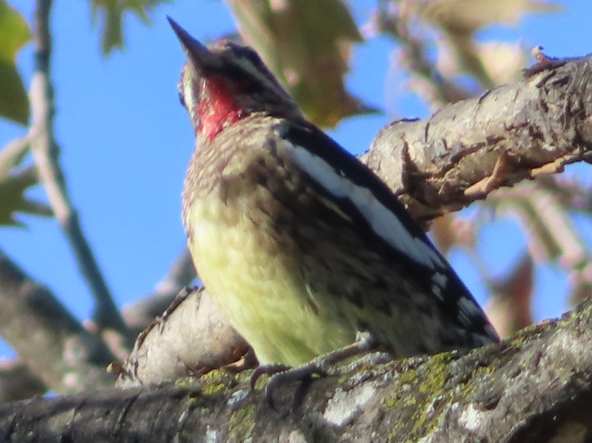 Yellow-bellied Sapsucker - ML646031097