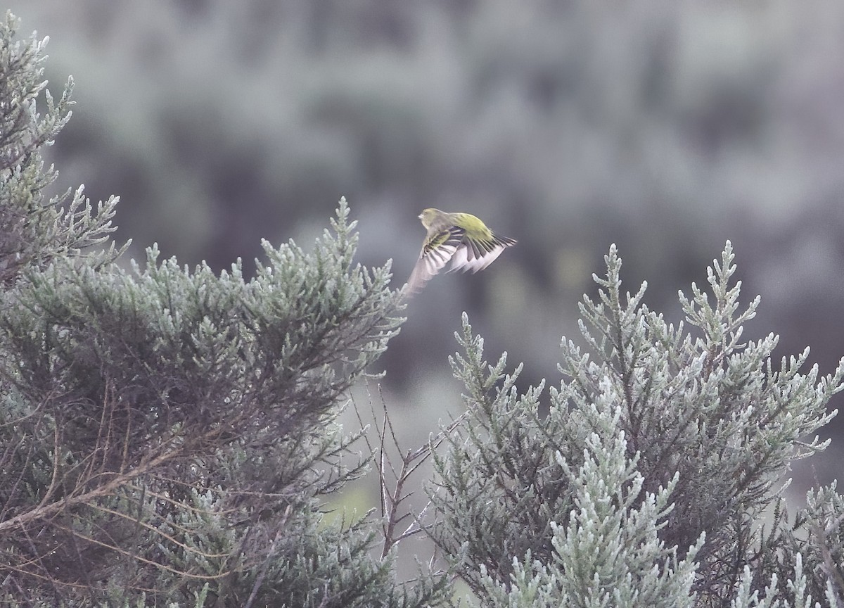 Yellow-crowned Canary - ML646031099