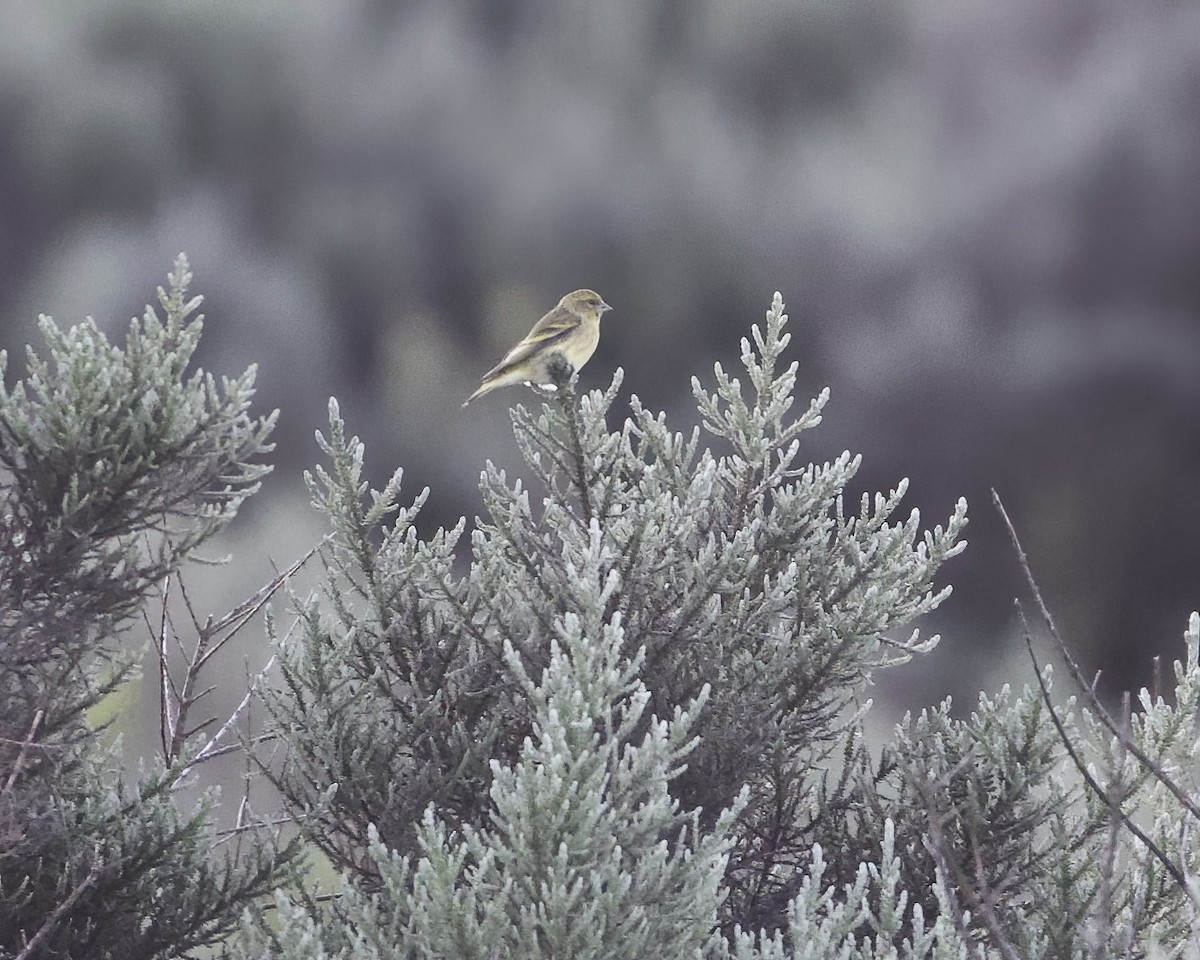 Yellow-crowned Canary - ML646031100