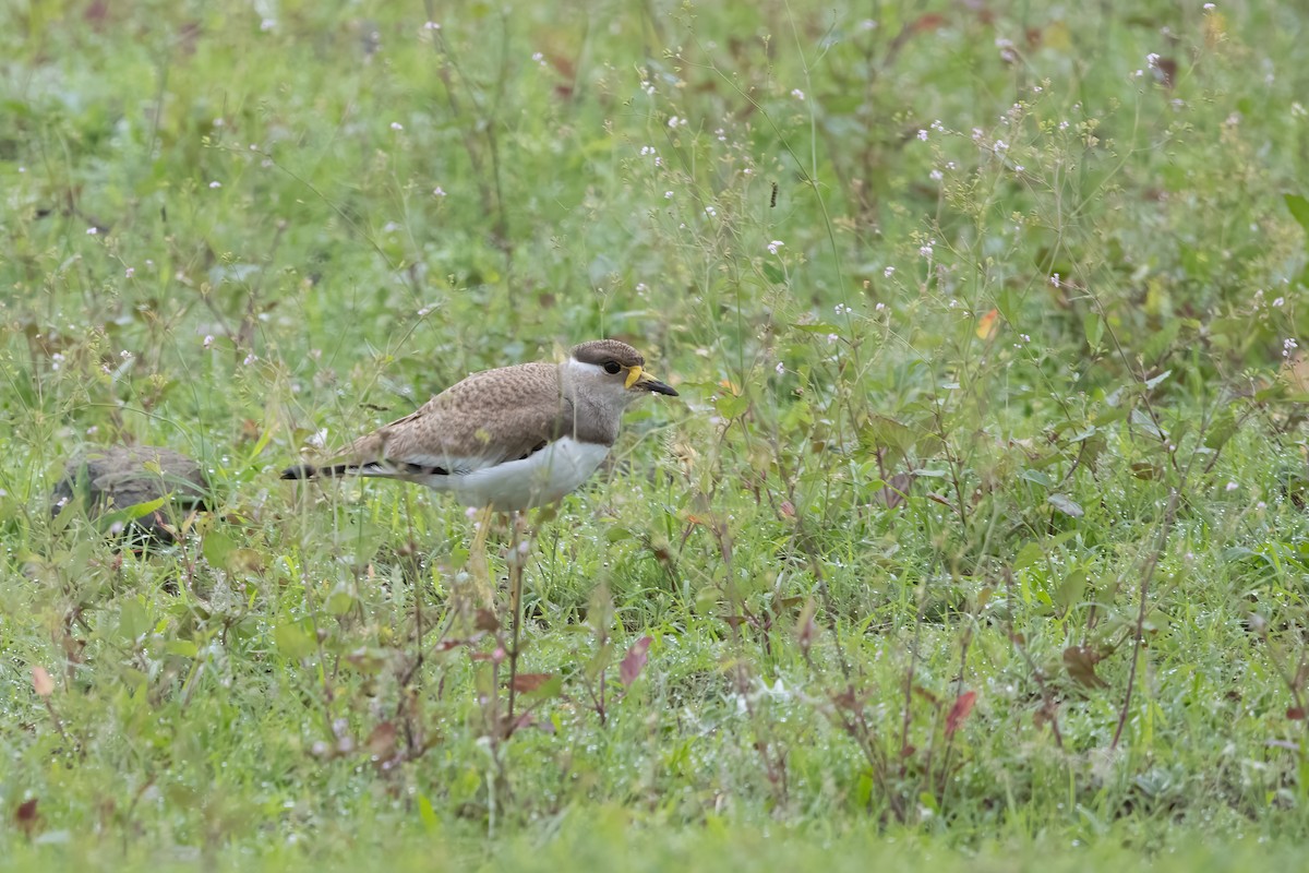 Yellow-wattled Lapwing - ML646031101