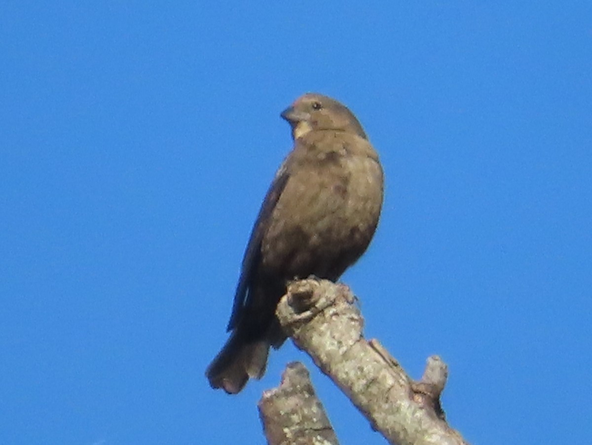Brown-headed Cowbird - ML646031102