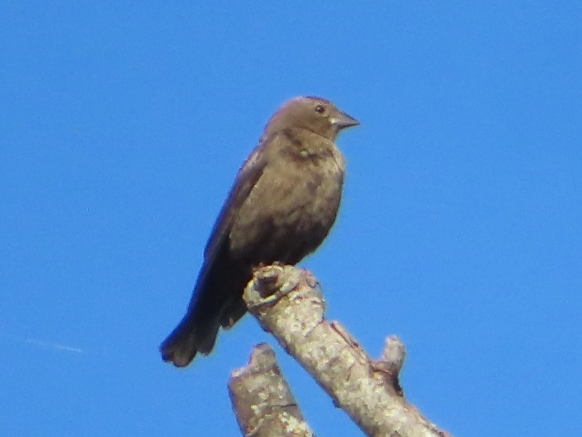 Brown-headed Cowbird - ML646031103