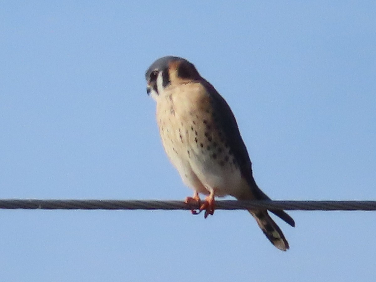American Kestrel - ML646031104