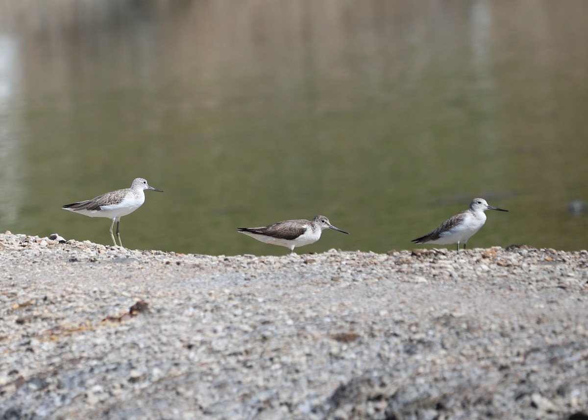 Common Greenshank - ML646031105