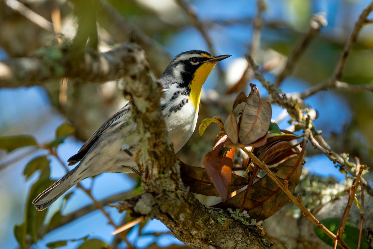 Goldkehl-Waldsänger - ML646031114