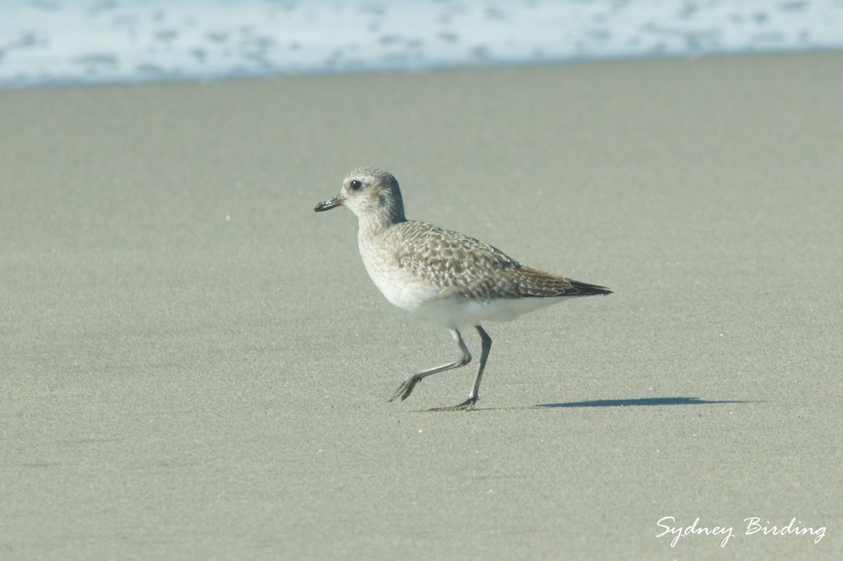 ダイゼン - ML646031116