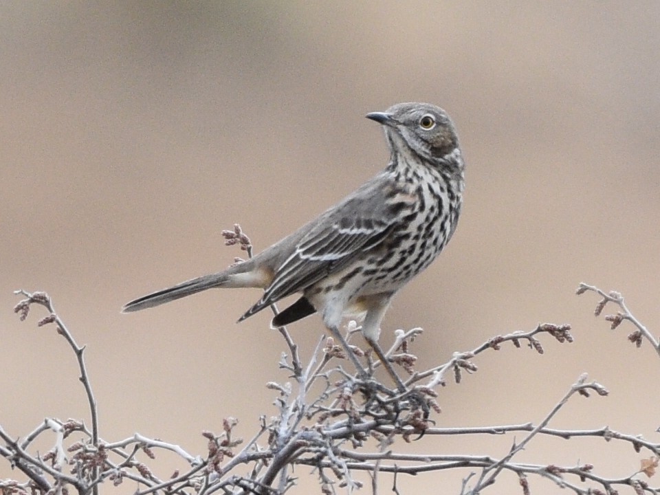 Sage Thrasher - ML646031118