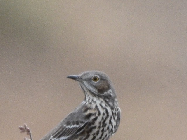 Sage Thrasher - ML646031119