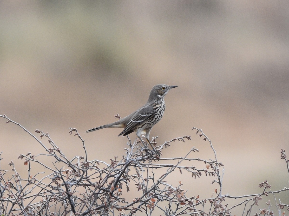 Sage Thrasher - ML646031120