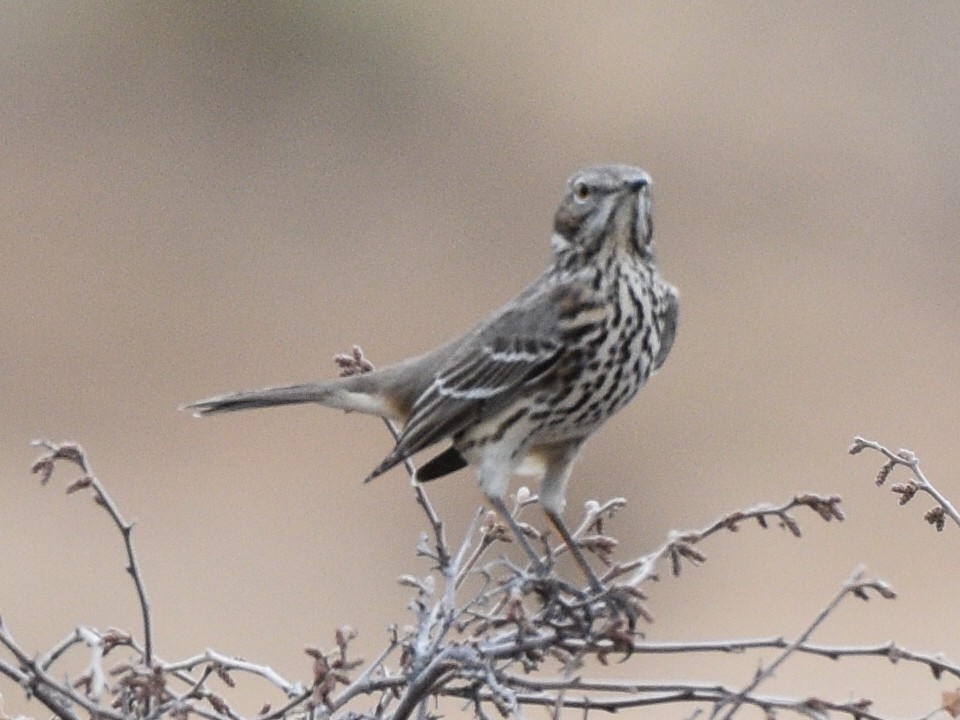 Sage Thrasher - ML646031121