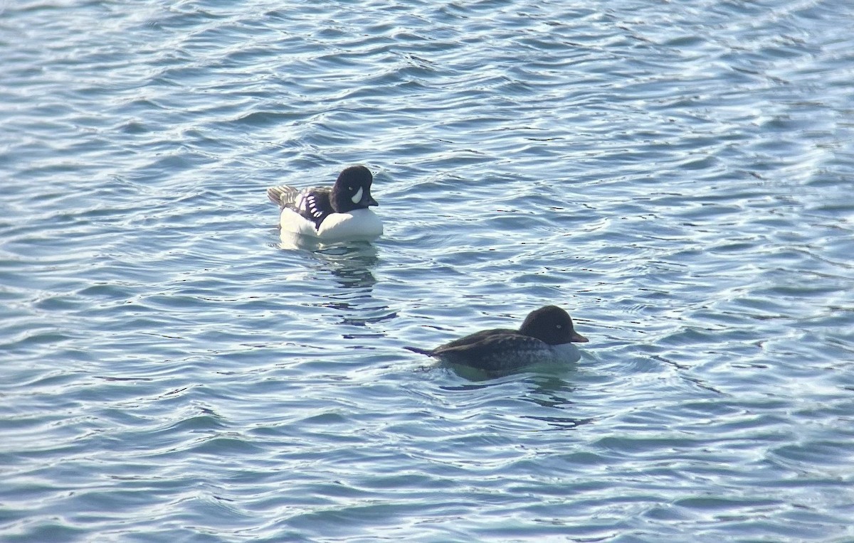 キタホオジロガモ - ML646031122