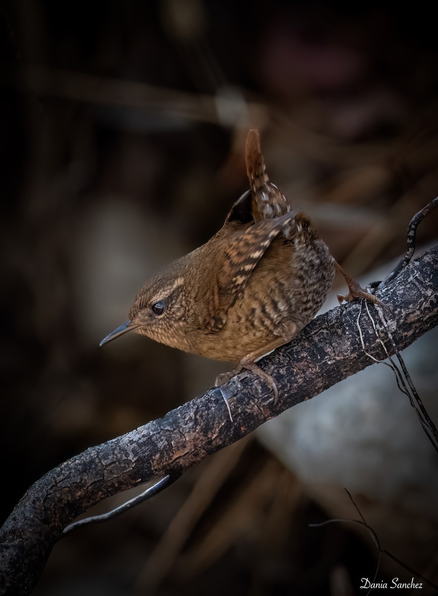 Pacific Wren - ML646031124