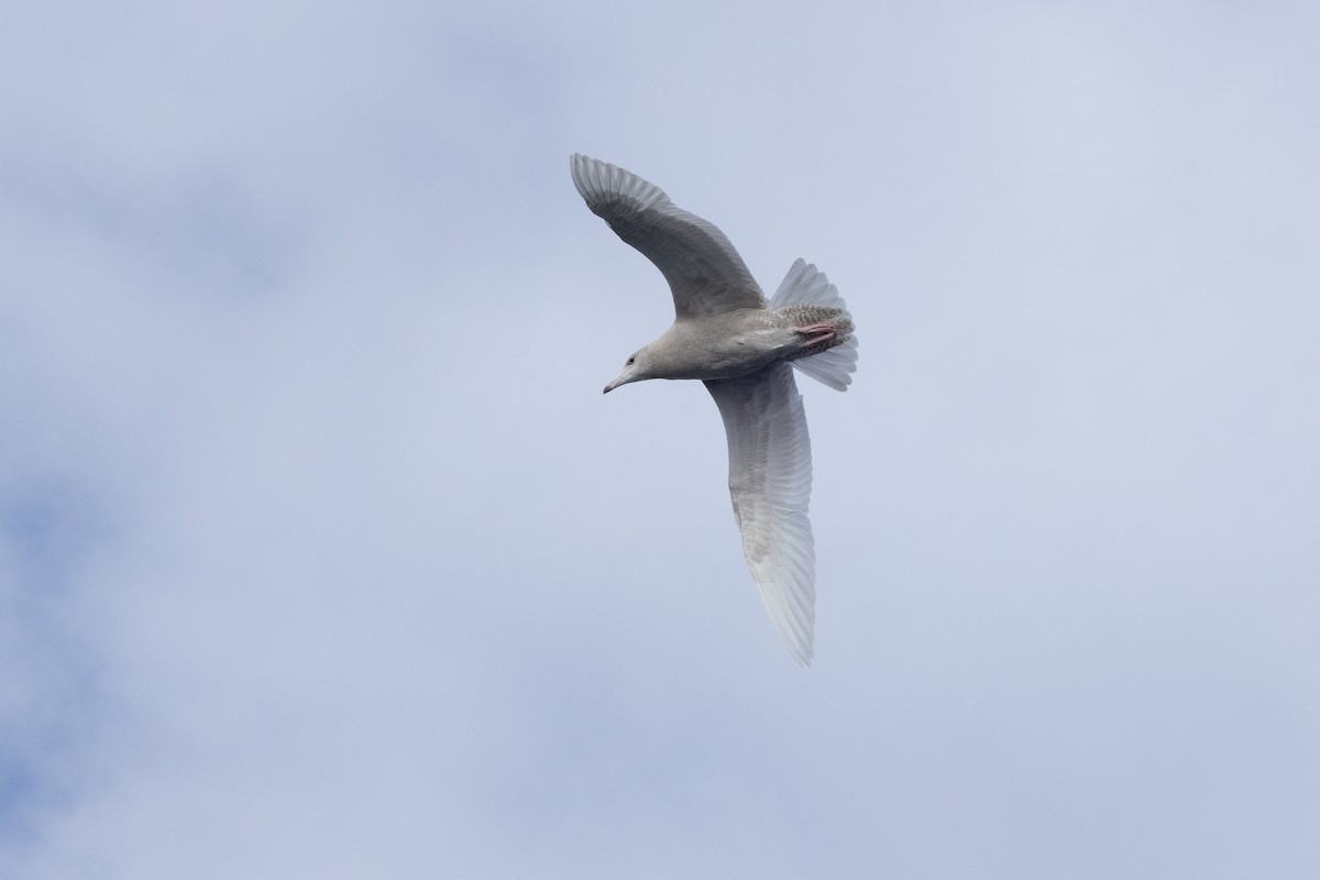 シロカモメ - ML646031125