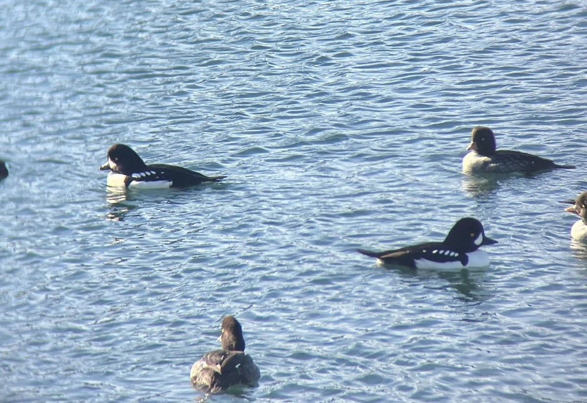 キタホオジロガモ - ML646031126