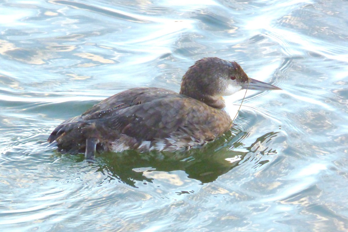 ハシグロアビ - ML646031127