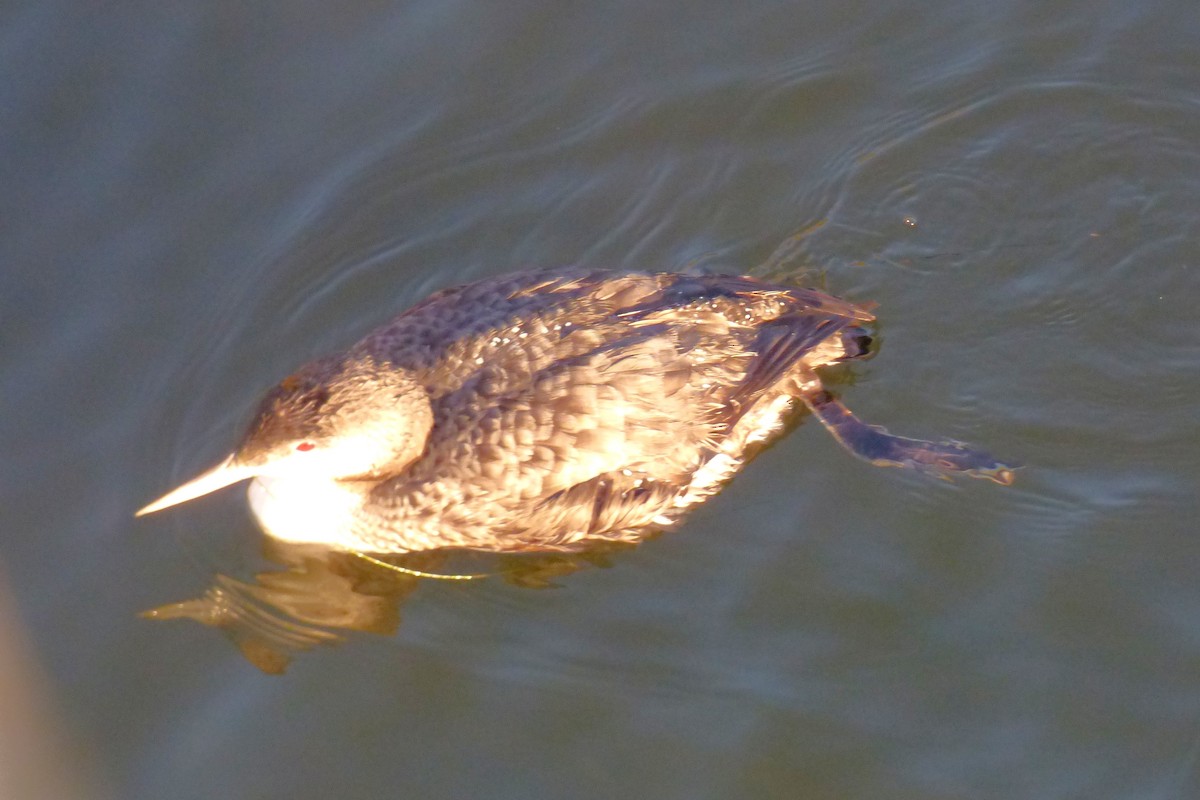 ハシグロアビ - ML646031128