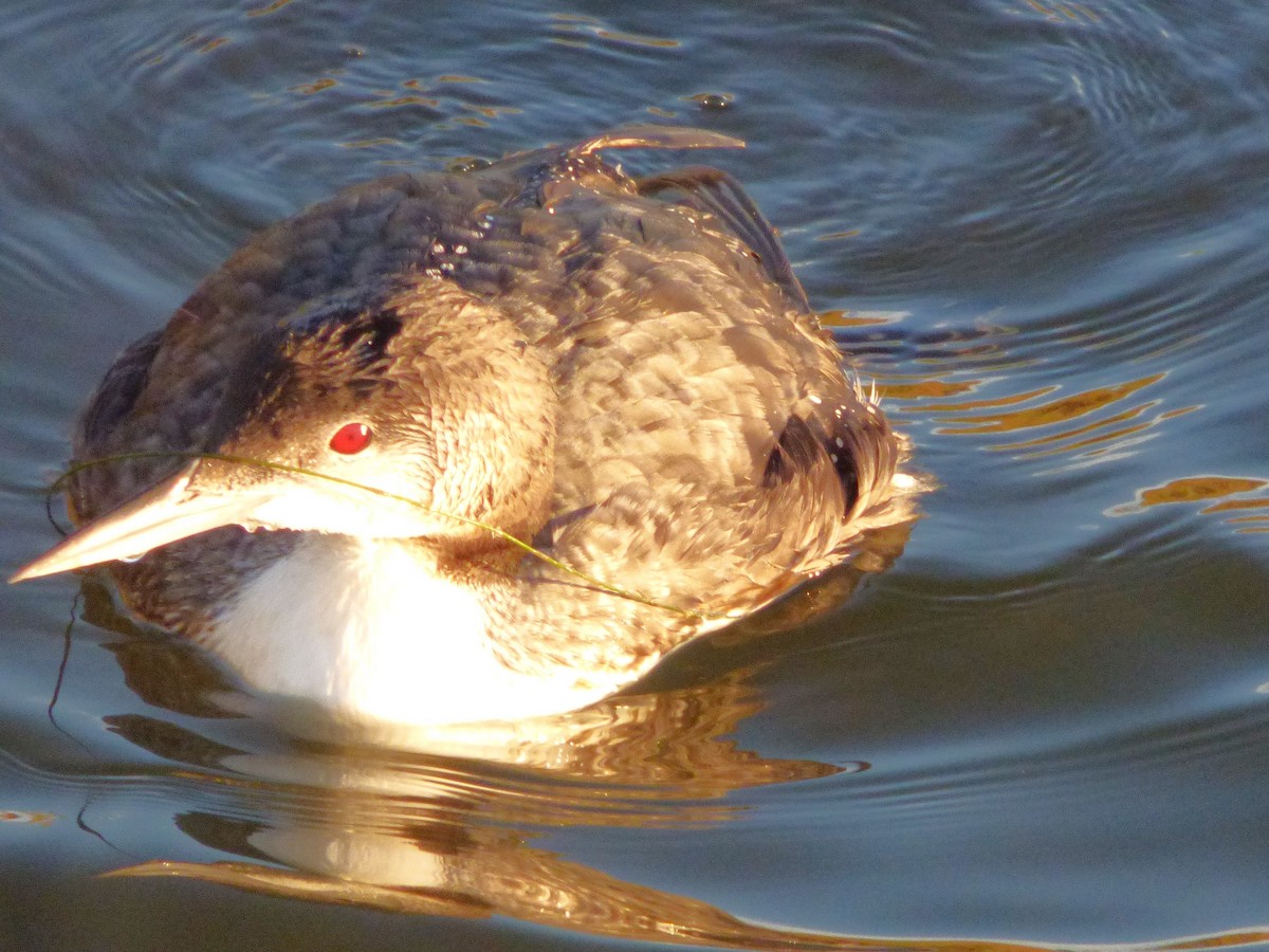 ハシグロアビ - ML646031129