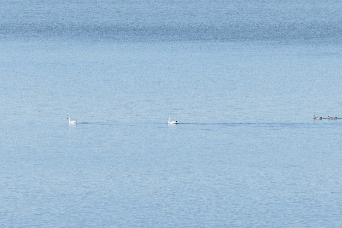 ハクガン - ML646031130