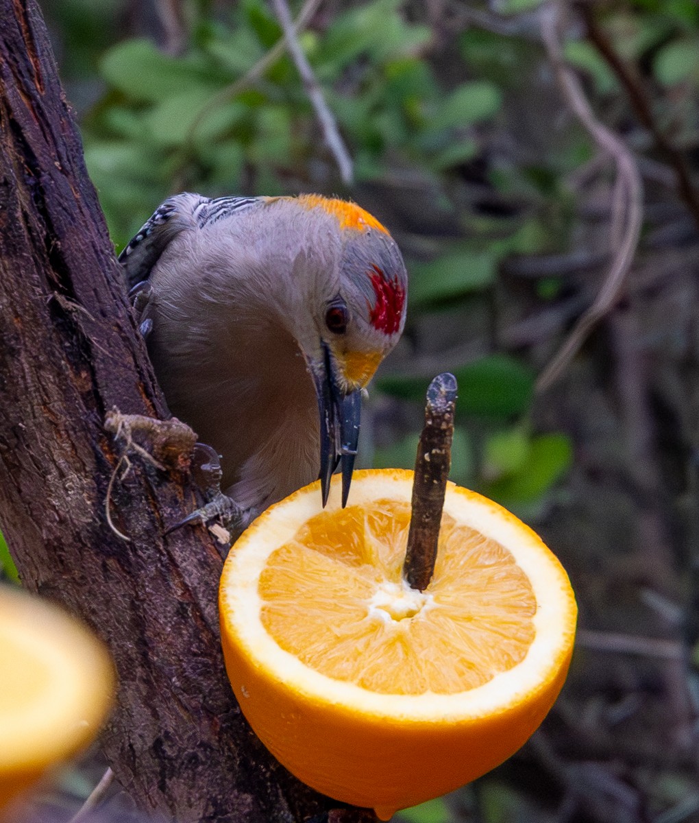 キバナシマセゲラ - ML646031131