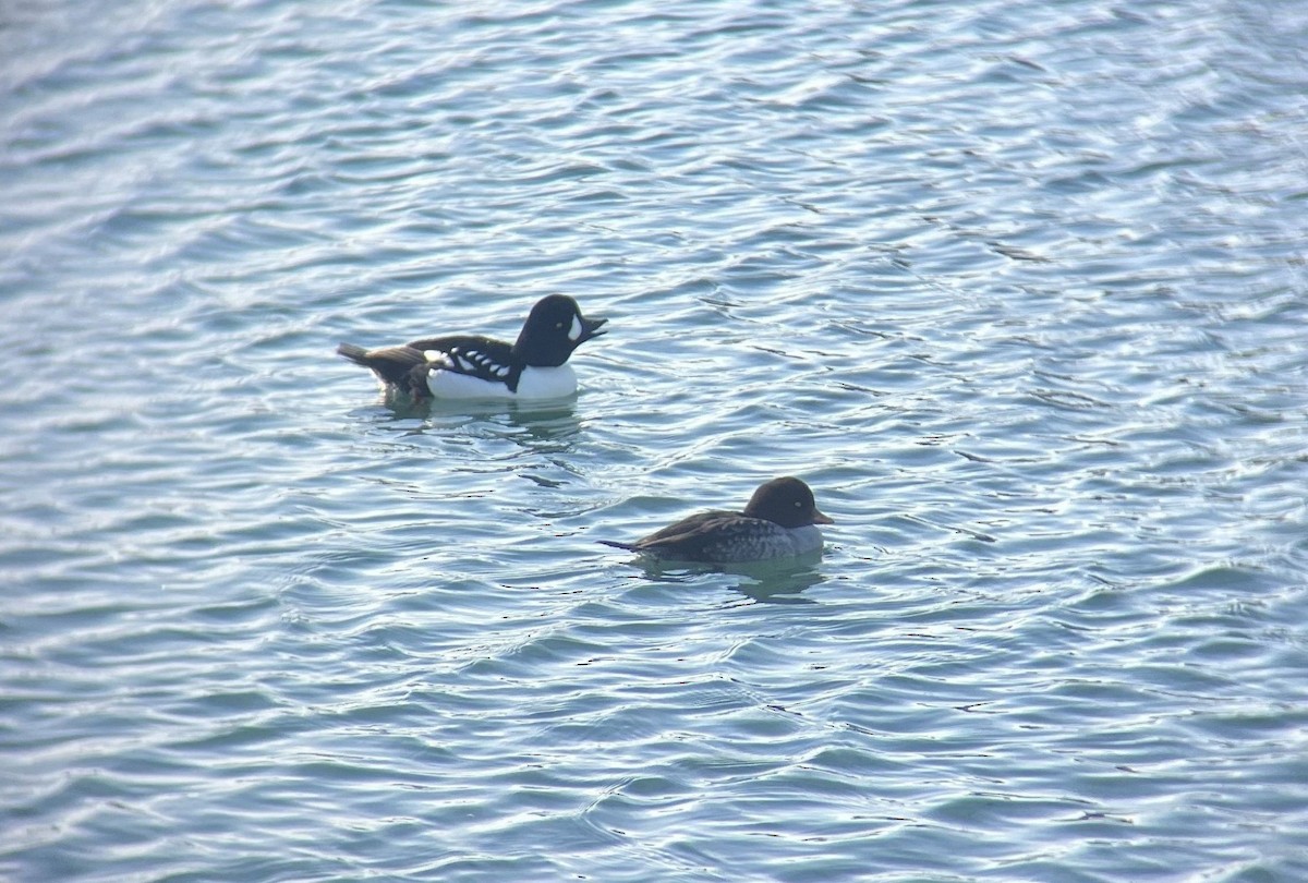 キタホオジロガモ - ML646031132