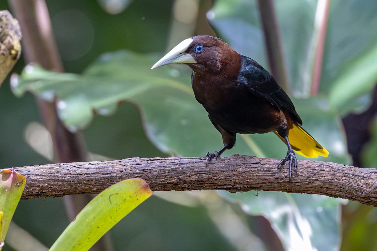 クリガシラオオツリスドリ - ML646031135