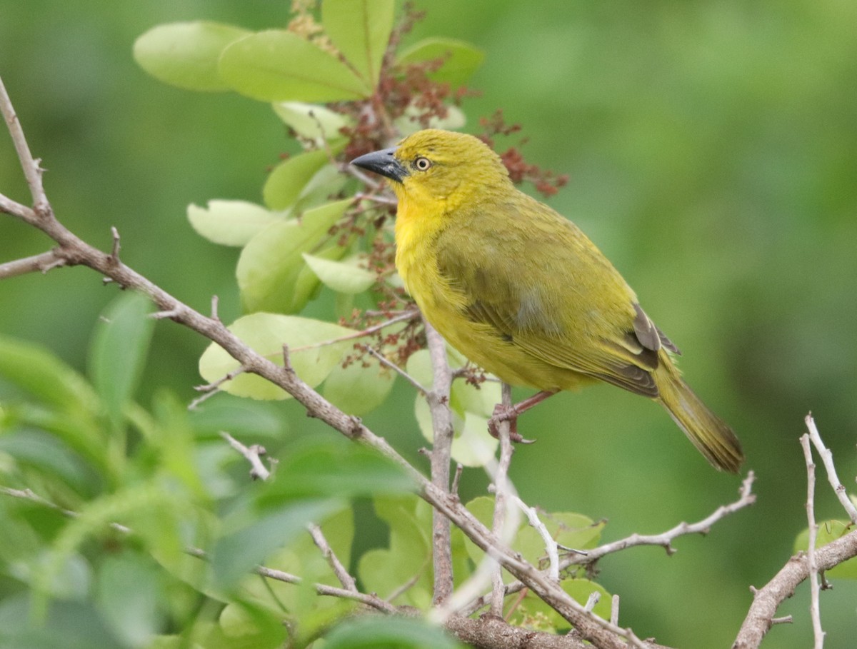 オオコガネハタオリ - ML646031136