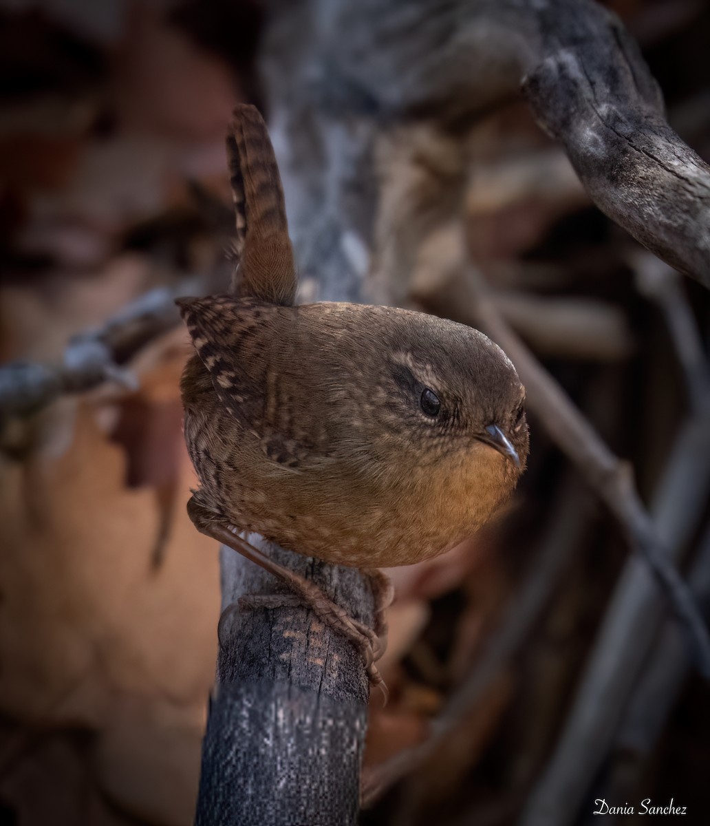 Pacific Wren - ML646031138