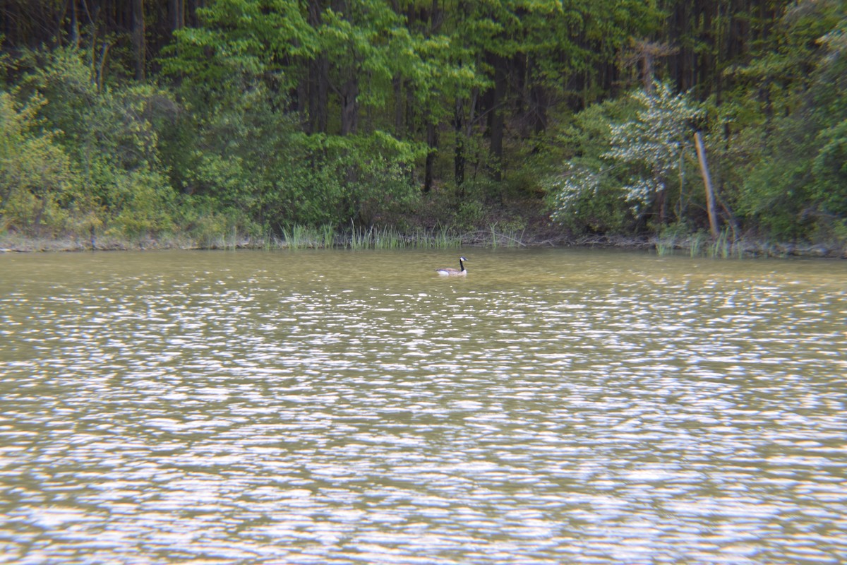 カナダガン - ML646031141