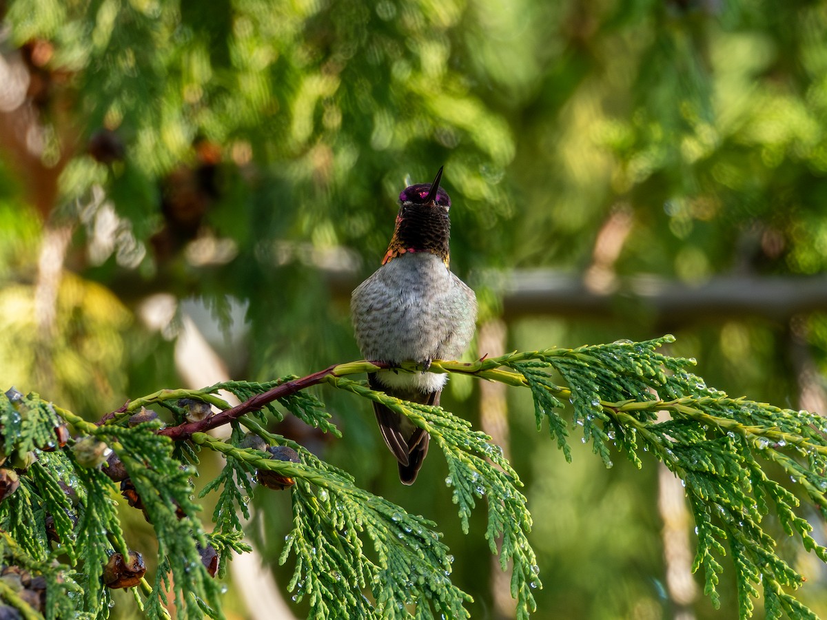 アンナハチドリ - ML646031144