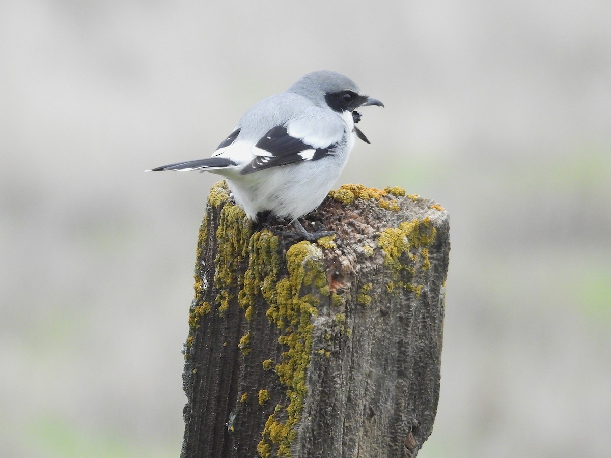 アメリカオオモズ - ML646031145