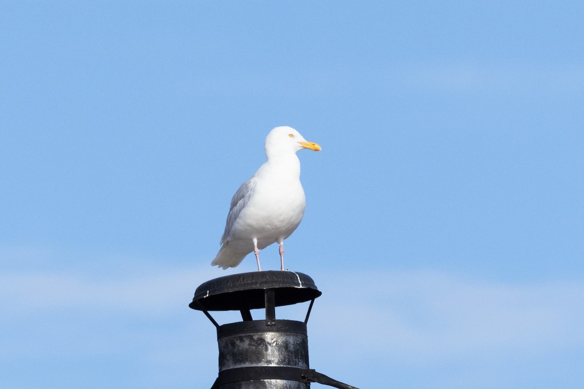 シロカモメ - ML646031146