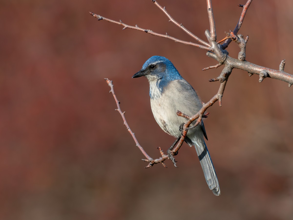 カリフォルニアカケス - ML646031147