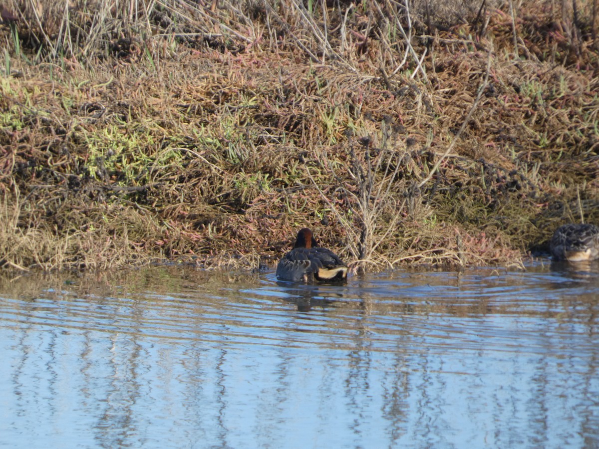 コガモ - ML646031148