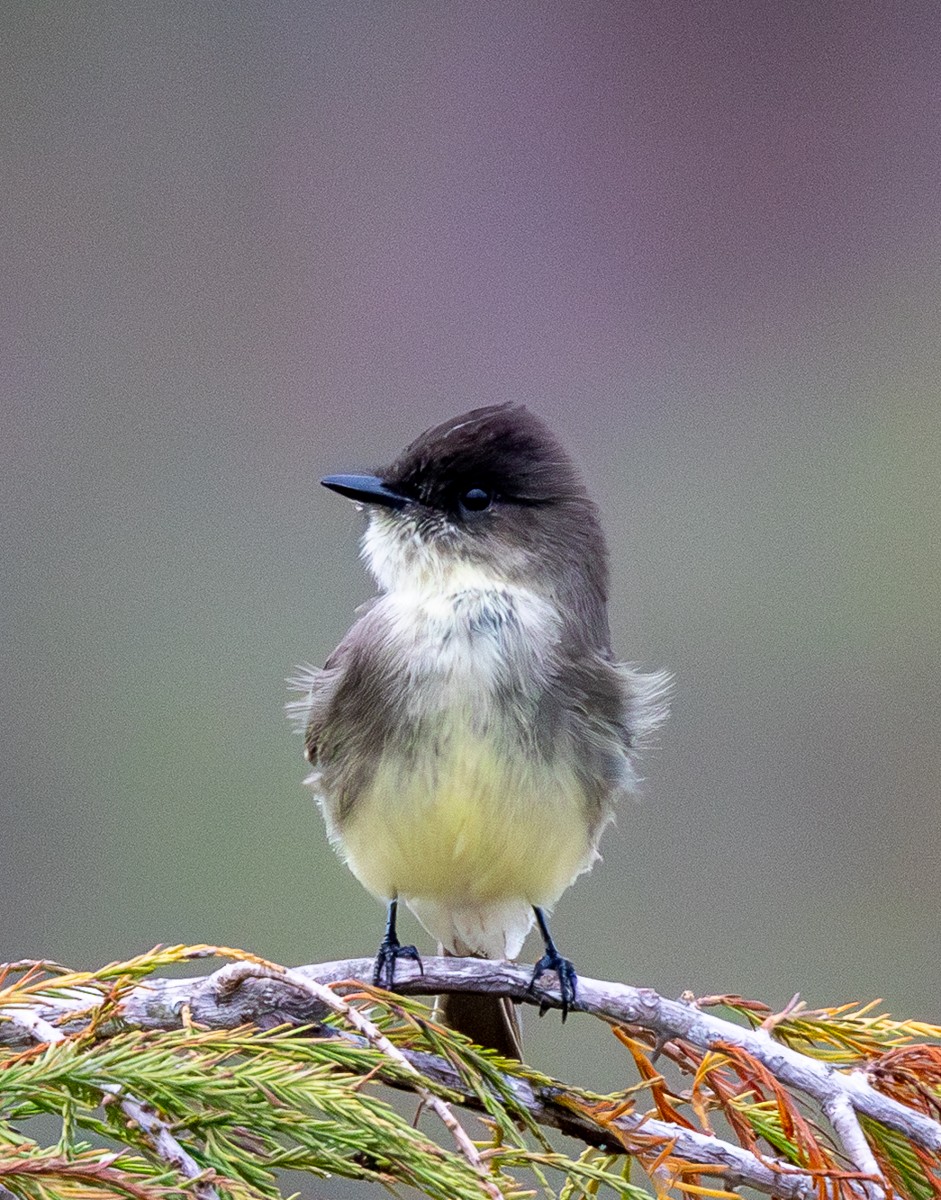 ツキヒメハエトリ - ML646031149