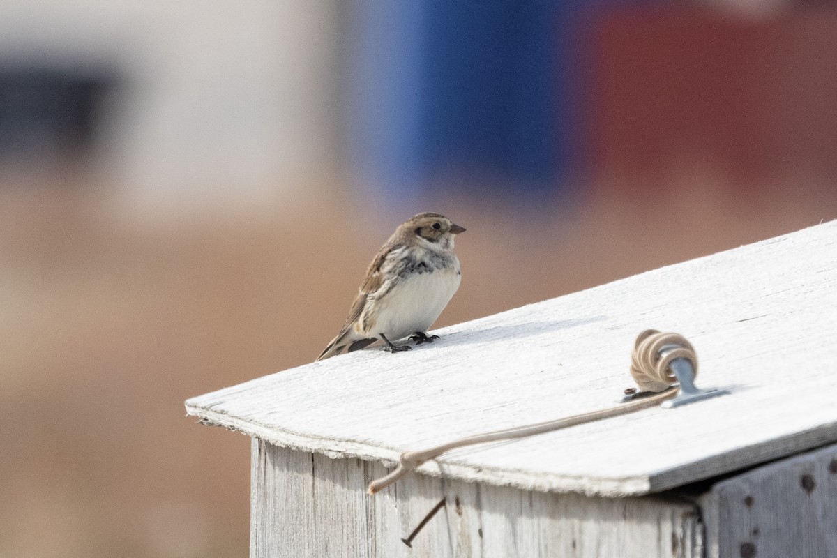 ツメナガホオジロ - ML646031150